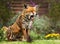 Close up of a Red fox yawning