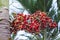 Close-up of red fruit of foxtail palm tree