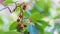 Close up of red fruits of Arbutus unedo. Strawberry tree fruits. Cyprus