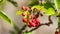 Close up of red fruits of Arbutus unedo. Strawberry tree fruits. Cyprus