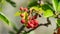 Close up of red fruits of Arbutus unedo. Strawberry tree fruits. Cyprus