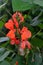 Close-up of red garden bean flowers