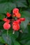 Close-up of red garden bean flowers