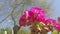 Close up of red geranium seen from below