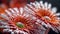 Close up of red gerbera flowers with water drops on petals, generative ai