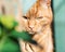 Close-up of a Red / ginger cat sits on a small stool on the balcony in front of a green plant pot table with various outdoor plant
