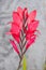 Close-up of red gladiolus plant with red pink flowers  outdoor in sunny backyard with concrete background