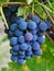Close-up of a red grape in a vineyard in Vrancea, Romania