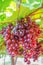 Close-up red grapes ready to be harvested at a vineyard