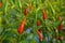 Close up of Red and Green cayenne fruit on the plantation, green chili pepper.