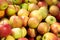 Close-up of red-green juicy apples on counter of grocery store