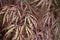 Close Up of Red and Green Leaves of a Crimson Queen Japanese Maple Tree