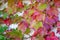 Close up of red and green leaves of English ivy