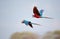 Close up of red-and-green macaws in flight