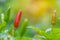 Close up of red and green peppers on tree in Thailand garden.