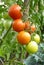 Close Up of Red and Green Tomato Fruits on Plant