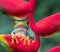 Close up of red and green tree frog in red heliconia plant