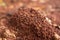 Close up of a Red Ground Anthill