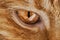 Close-up of a red hair cat`s eye, a predator`s eye