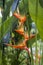 Close up of a red heliconia