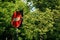 Close-up red hexagonal Stop sign on metal pole with green leaves pattern on the background