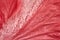 Close-up red Hibiscus flower petal, abstract natural background.