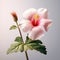 Close-up of red hibiscus flower with pink stamen. The flower is in full bloom, showcasing its vibrant colors and