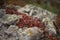 A close-up of red high-mountain vegetation in the Balkan mountains.