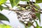 Close up of red hornets in nest hanging on tree