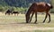 Close-up of a red horse with black mane grazing in a pasture in a mountain valley.