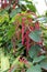 Close Up of a Red Hot Cattail Plant in Full Bloom