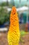 Close-up of red-hot poker plant in bloom, against blurred background