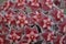 Close up red Hoya flowers. (Hoya parasitica)