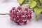 Close up red Hoya krohniana flower isolate on white background.