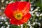 Close up of a red Iceland poppy