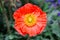 Close up of a red Iceland poppy(Scientific name papaver nudicaule)