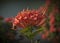 Close-up of red ixora flower