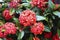 Close up of red Ixora flowers