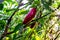 Close up of red jalepeno peppers growing on a plant from a low a