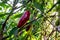 Close up of red jalepeno peppers growing on a plant from a low a