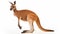 close up Red kangaroo on white background. Big red kangaroo (Macropus rufus). generative ai