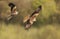 Close up of Red kites in flight