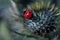 Close up red lady bug on a thistle