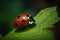 Close-up of a red ladybug on a green leaf