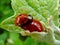 Close up of red ladybugs coupling on bright green leaf