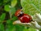 Close up of red ladybugs coupling on bright green leaf