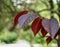 Close up with the red leaves of Prunus cerasifera known by the common name cherry plum