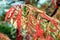 Close Up of Red Leaves on a Staghorn Sumac in the Fall