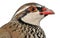 Close up of Red-legged Partridge or French Partridge, Alectoris rufa