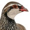 Close up of Red-legged Partridge or French Partridge, Alectoris rufa